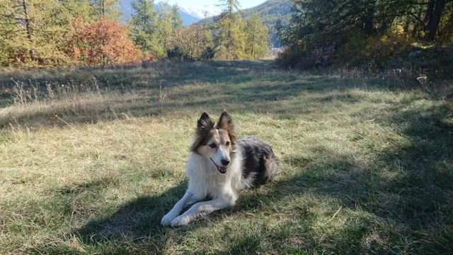 chien lost   31560 Calmont Frisky