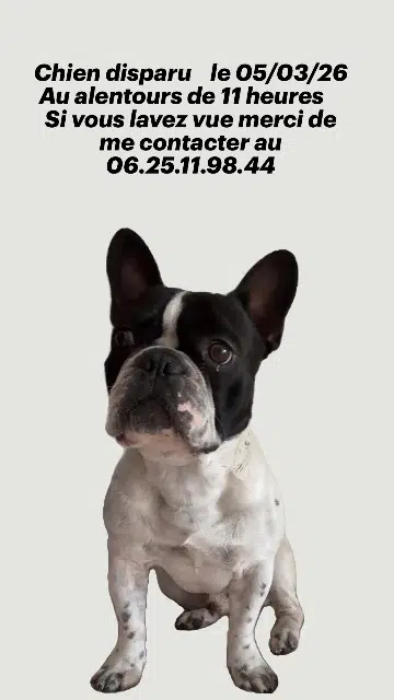 chien lost   31600 Seysses Gaspar