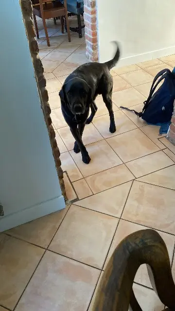 chien lost   31250 Revel Gimli