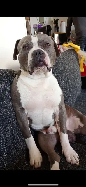 chien lost   31430 Le Fousseret Gucci