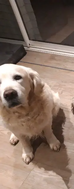 chien lost   31470 Saint-Thomas Heliot