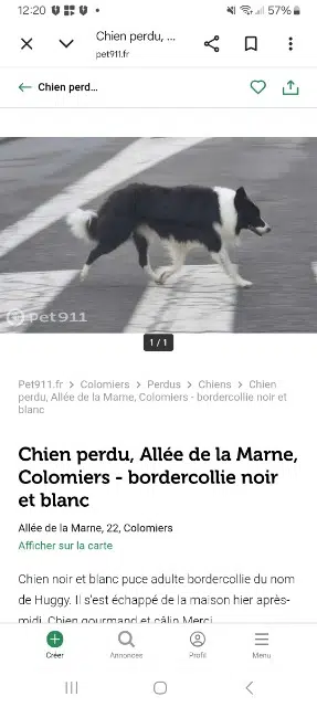 chien lost   31770 Colomiers Huggy
