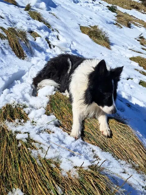 chien lost   31770 Colomiers Hyggy