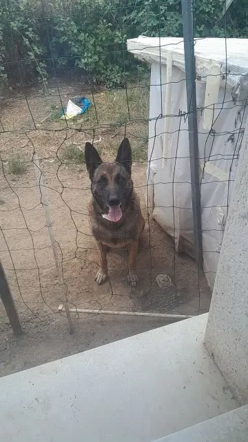 chien lost   31410 Saint-Sulpice-sur-Lèze Jerry