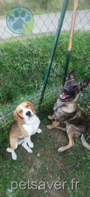 chien lost   31530 Lasserre-Pradère Snoopy