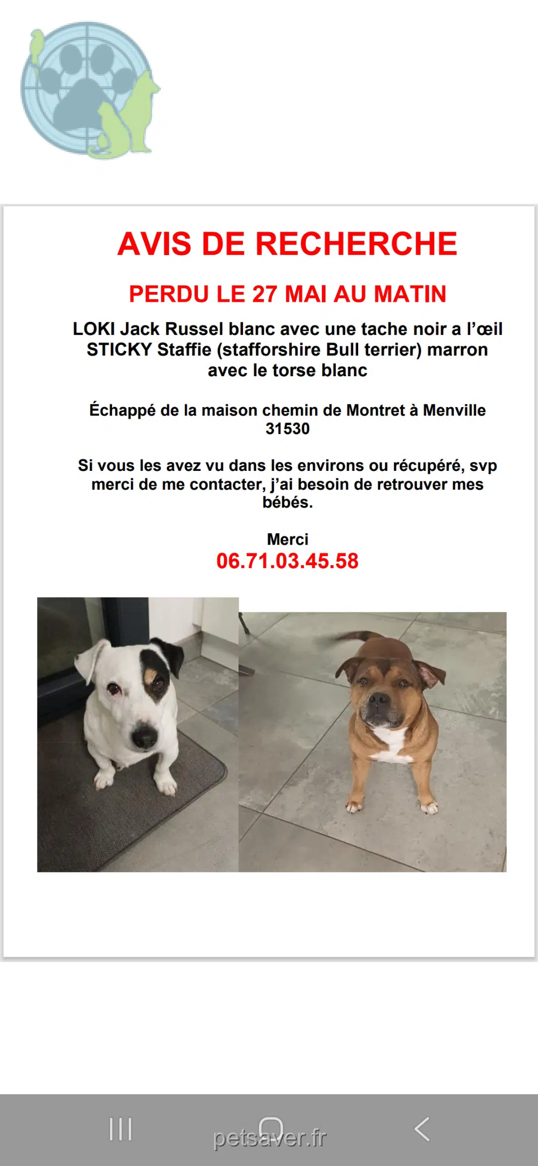 chien lost   31530 Menville Loki