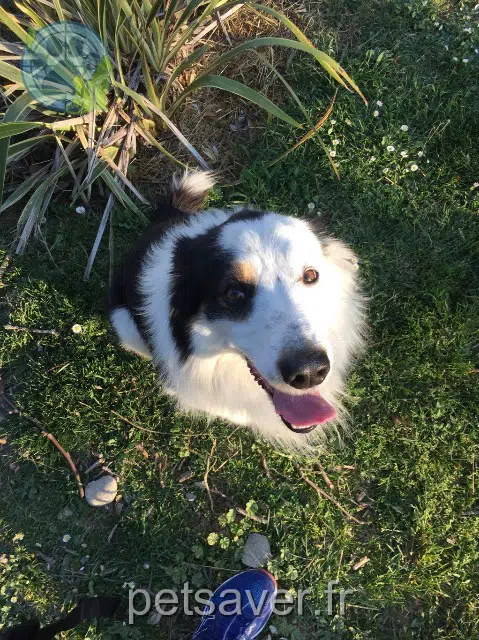 chien lost   31180 Lapeyrouse-Fossat Lucky