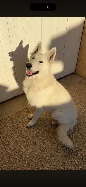 chien lost   31830 Plaisance-du-Touch Lucky