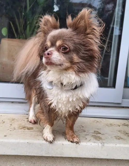 chien lost   31830 Plaisance-du-Touch Malko