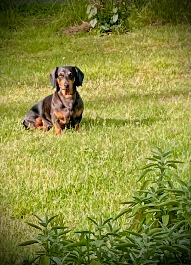 Chien Perdu 31 Haute-Garonne - Maroilito