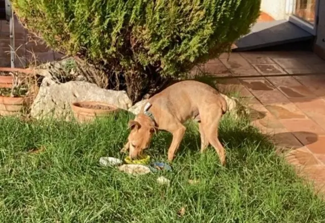 chien lost   31120 Roques Moogli