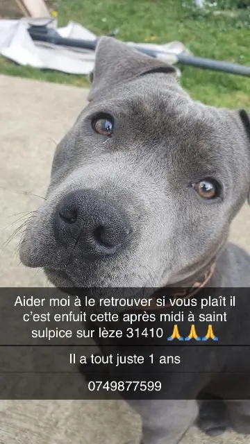 chien lost   31410 Saint-Sulpice-sur-Lèze Naiko