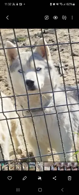 chien lost   31310 Montesquieu-Volvestre Nanoucj