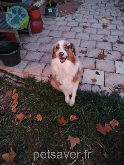 perro perdido 31370 Poucharramet Ninio perro lost 31370 Poucharramet Ninio