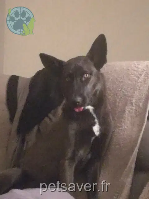chien lost   31450 Labastide-Beauvoir Nox