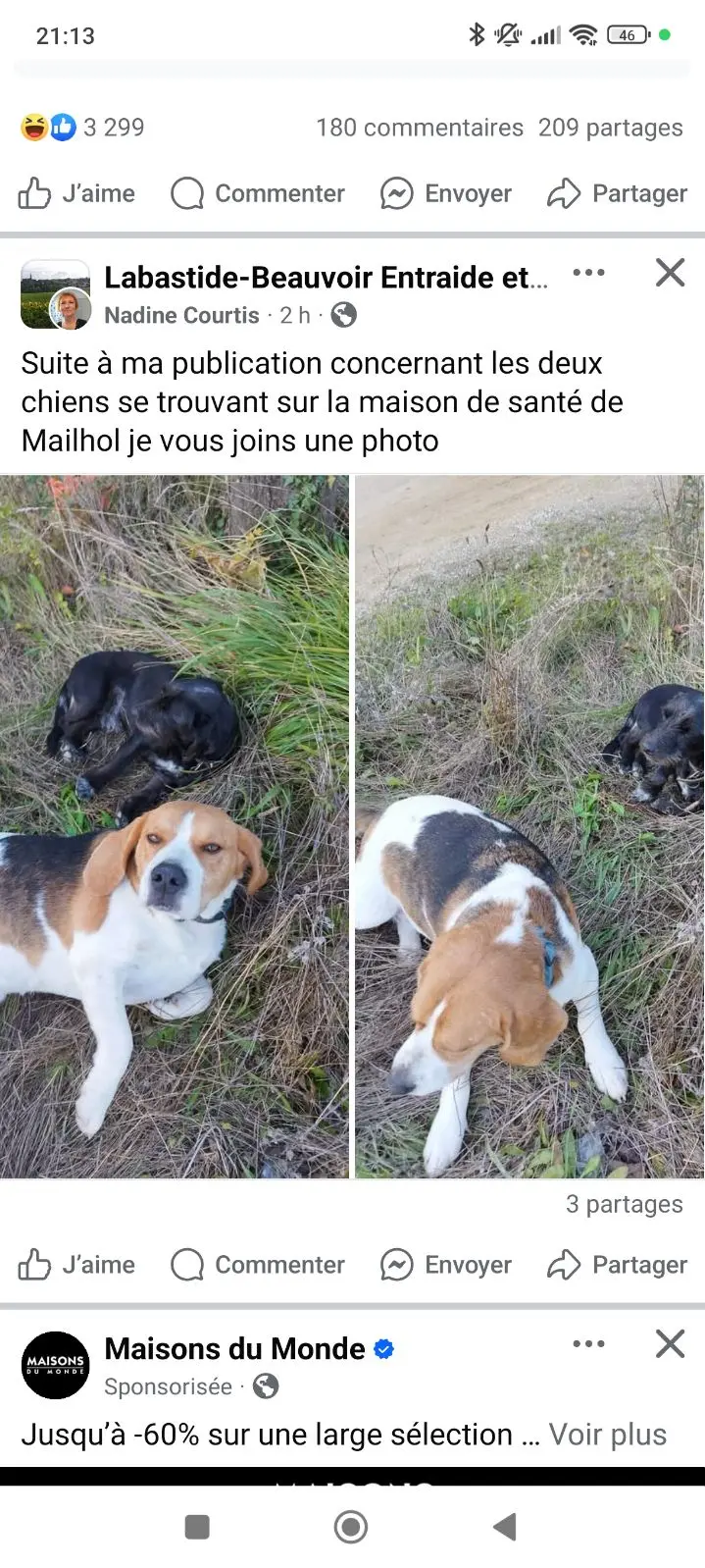 Chien Perdu 31 Haute-Garonne Chien Perdu 31 Haute-Garonne