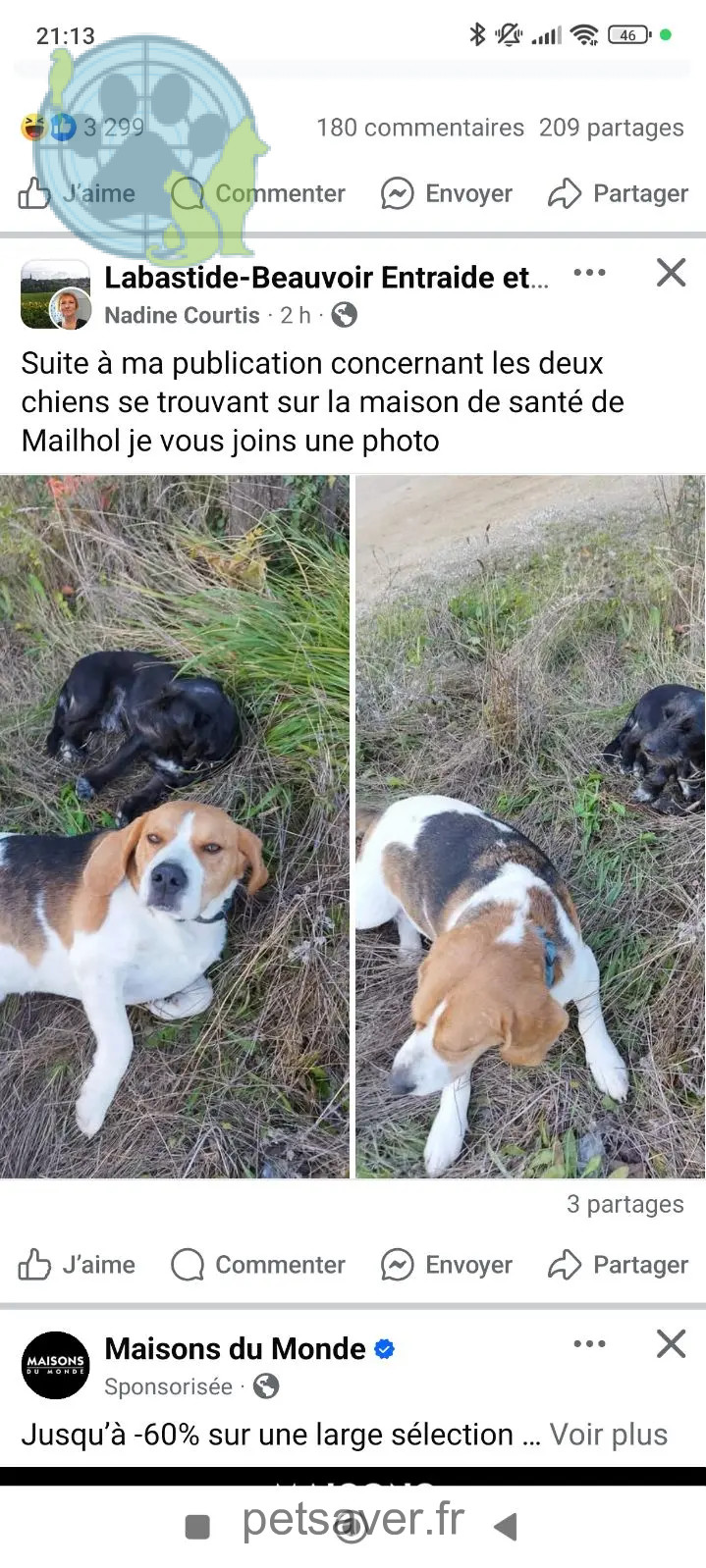Chien Perdu 31 Haute-Garonne Chien Perdu 31 Haute-Garonne