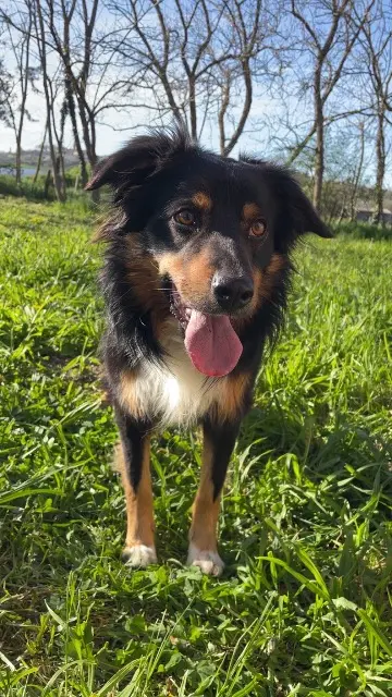 chien lost   31430 Le Fousseret Oscar