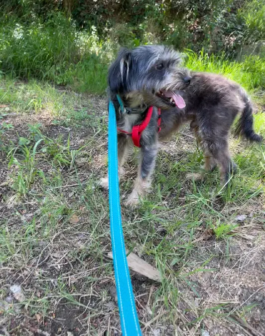 Chien Perdu 31 Haute-Garonne - Percy Chien Perdu 31 Haute-Garonne - Percy