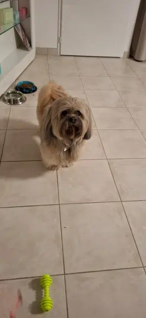 chien lost   31320 Péchabou Phoenix