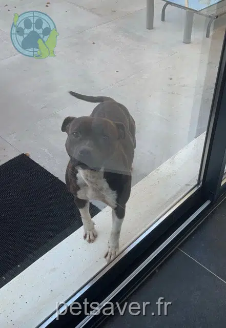 chien lost   31120 Portet-sur-Garonne Salto