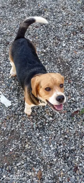 chien lost   31470 Saint-Thomas Simba