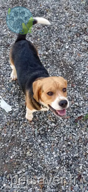 hond vermist 31470 Saint-Thomas Simba hond lost 31470 Saint-Thomas Simba