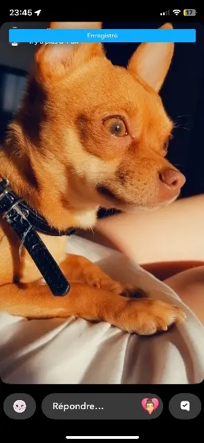 chien lost   31240 L'Union Simba