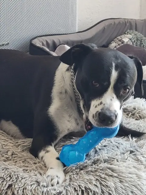 chien lost   31210 Montréjeau Spyke