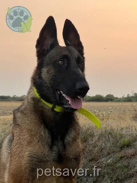 Hund vermisst 31830 Plaisance-du-Touch Tango Hund lost 31830 Plaisance-du-Touch Tango