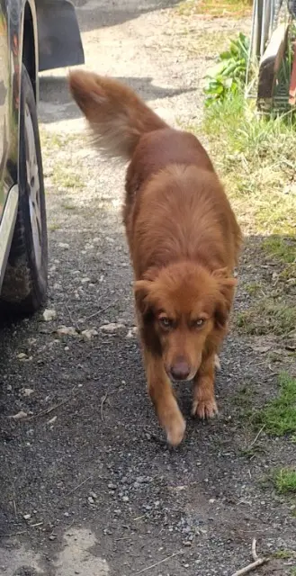 chien lost   31580 Larroque Tobby