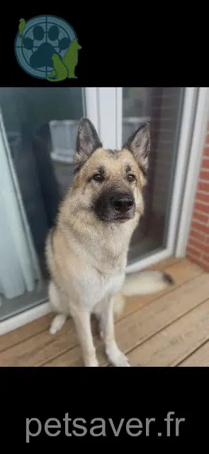 dog lost   31790 Saint-Jory Togo