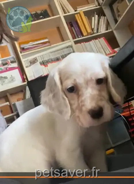 hond vermist Toulouse Arya hond lost Toulouse Arya