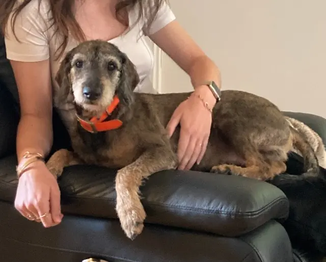 chien lost    Toulouse BALOU