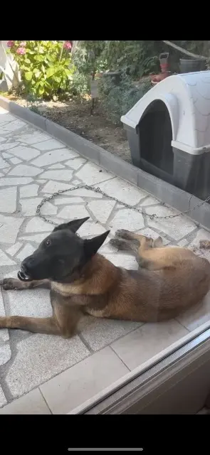 chien lost    Toulouse Binks