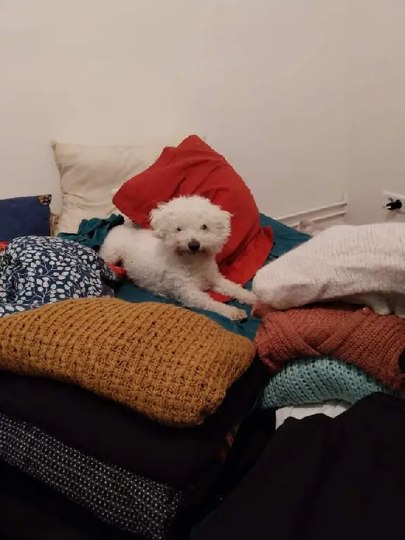 Chien Perdu 31 Haute-Garonne Toulouse - Gaston Chien Perdu 31 Haute-Garonne Toulouse - Gaston