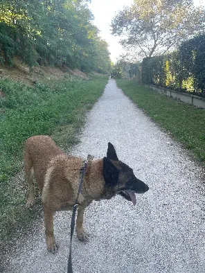 Chien Perdu 31 Haute-Garonne Toulouse - Irko