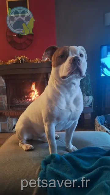 cão perdido Toulouse Loky cão lost Toulouse Loky