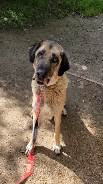 chien lost    Toulouse Talan