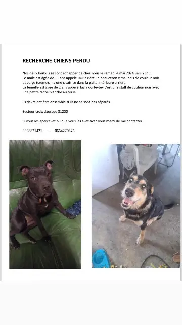 chien lost    Toulouse Tayla et Rubi