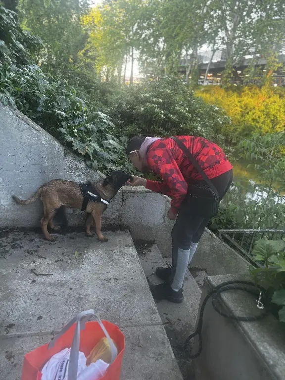 Chien Perdu 31 Haute-Garonne Toulouse - Vatos