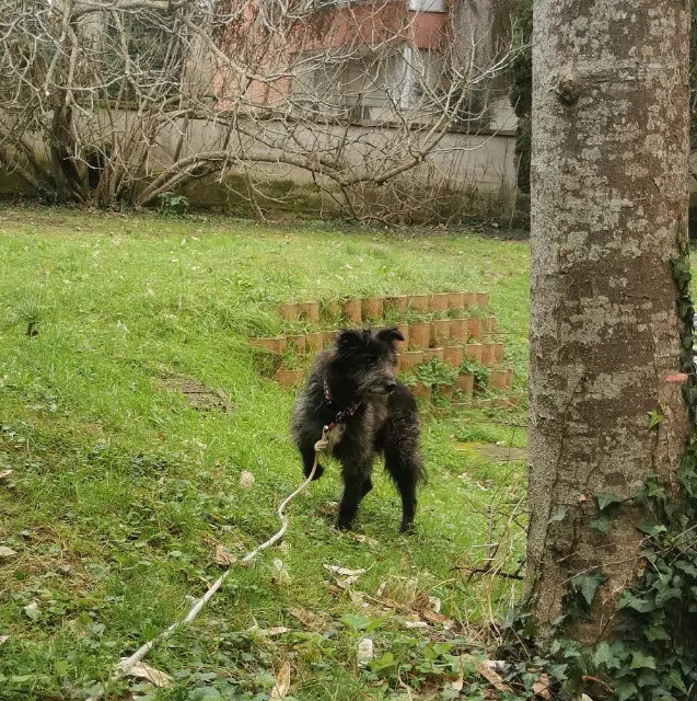 chien lost    Toulouse Walson