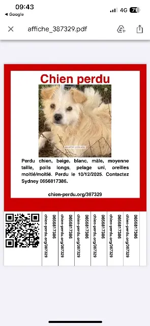 chien lost    Toulouse White