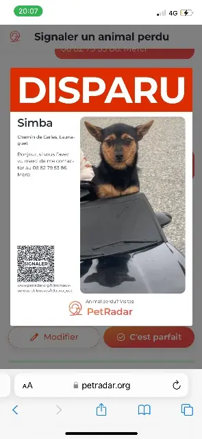 chien lost   31140 Launaguet Uhlmann