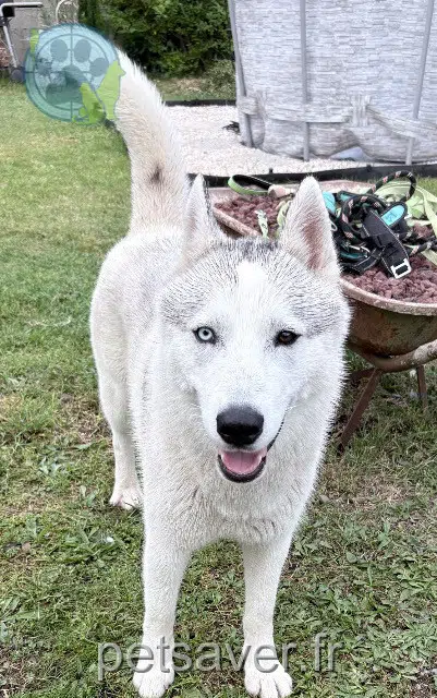 Hund vermisst 31270 Villeneuve-Tolosane Vasko Hund lost 31270 Villeneuve-Tolosane Vasko