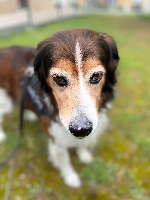 chien lost   31220 Cazères Willy