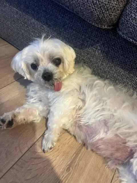 chien lost   31150 Lespinasse Zouk