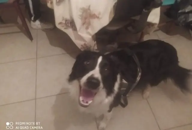 chien lost   32380 Tournecoupe Benji