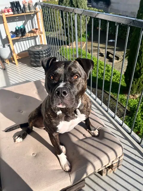 chien lost   32110 Laujuzan Coubiak