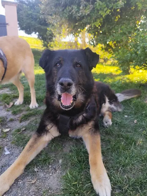 chien lost   32270 Aubiet Hulk